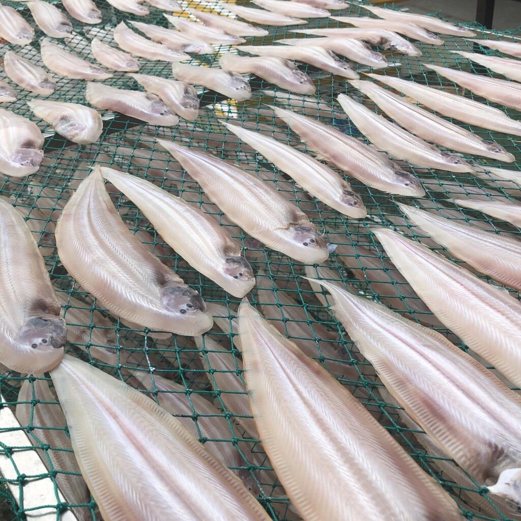 b01) 반건조박대